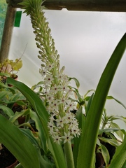 Eucomis pallidiflora