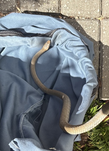 Eastern Brown Snake sighting