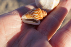 Columbella strombiformis