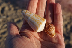 Columbella strombiformis