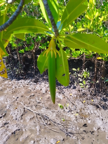 orange mangrove