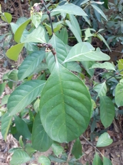 Psychotria asiatica