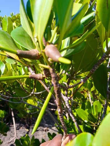 rib-fruited yellow mangrove