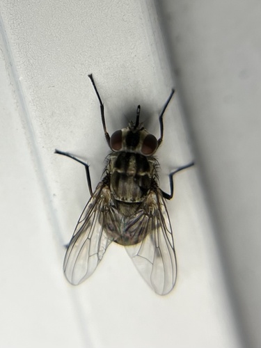 Unknown species found near Amy Dr, Maryville, TN, US