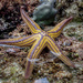 Pyramid Sea Star - Photo (c) Amy, some rights reserved (CC BY-ND), uploaded by Amy