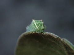 Monoleuca occidentalis