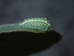 Monoleuca occidentalis