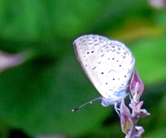 Zizeeria knysna knysna