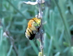 Amegilla