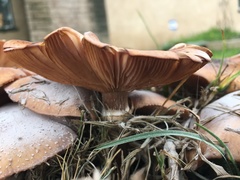 Armillaria