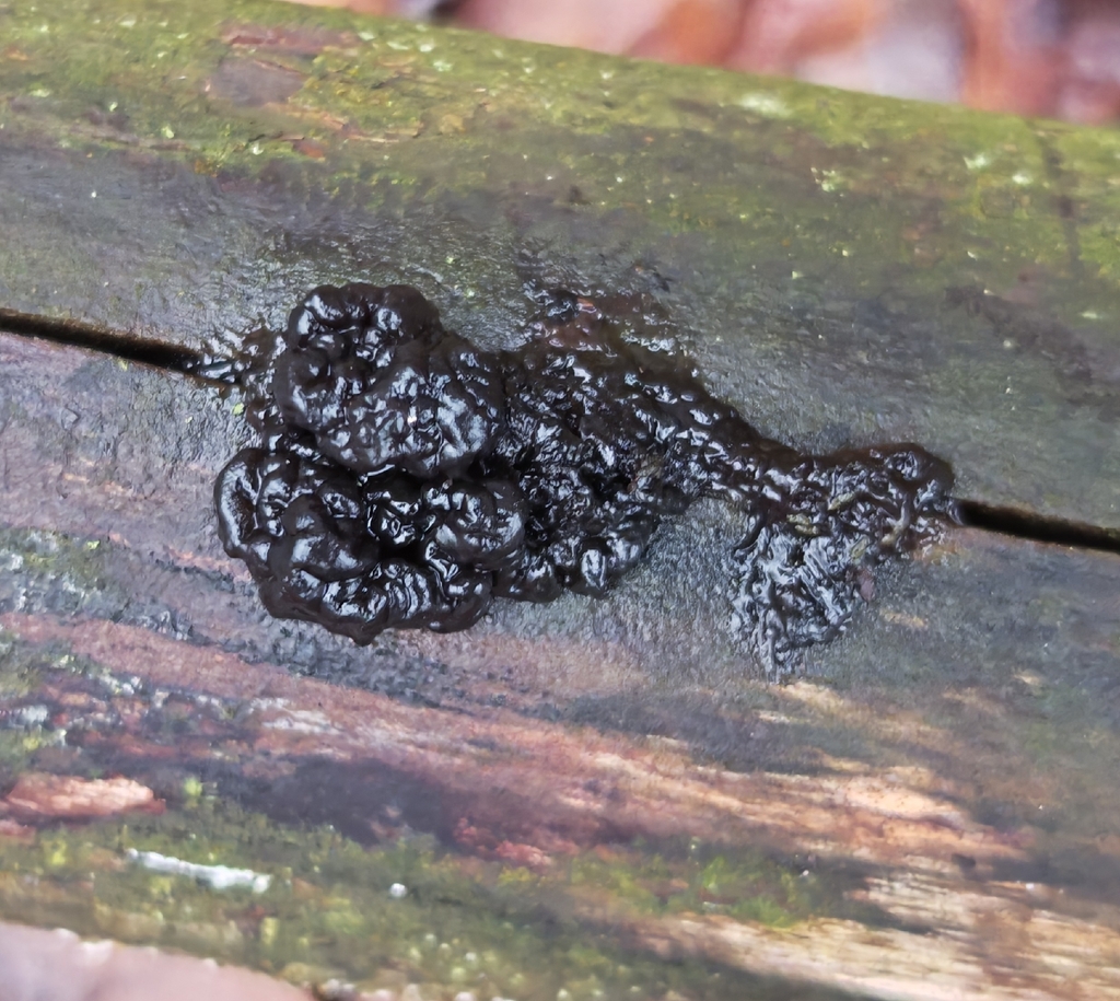 Exidia nigricans · November 2025 · photo: © p_andrey (iNaturalist, cc-by-nc)