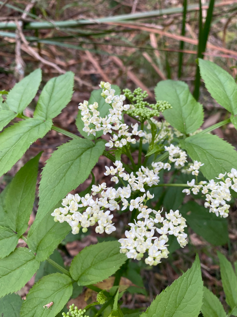 Sambucus gaudichaudiana (Sambucus gaudichaudiana)