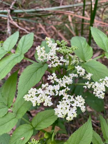 Sambucus gaudichaudiana (Sambucus gaudichaudiana)