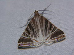 Phrataria replicataria