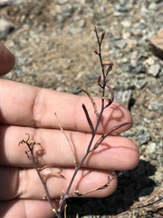 Streptanthus batrachopus