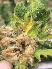 Malacothamnus lucianus