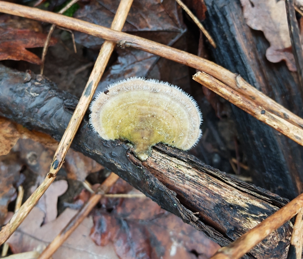 Trametes hirsuta · November 2025 · photo: © p_andrey (iNaturalist, cc-by-nc)