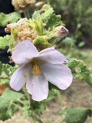 Malacothamnus lucianus