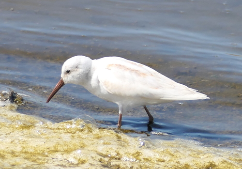 Western Sandpiper, Don Edwards NWR, Fremont, CA, USA, photo 7 of 10