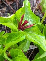 Trillium angustipetalum