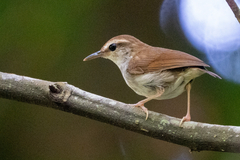 Timor Stubtail photo 2