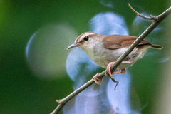 Timor Stubtail photo 3