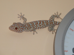 Gekko gecko