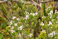Veronica subalpina