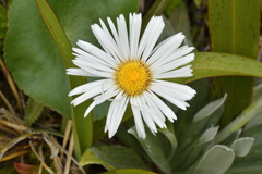 Celmisia semicordata