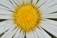 Celmisia semicordata