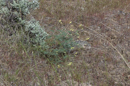 Rattle Milkvetch (Astragalus collinus)