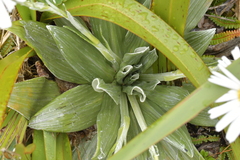 Celmisia semicordata