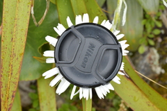 Celmisia semicordata