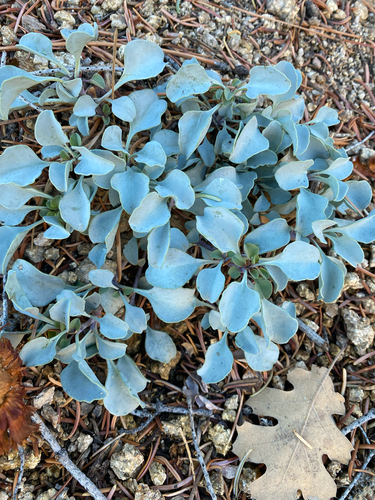 San Bernardino Beardtongue (Penstemon caesius)
