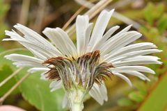 Celmisia semicordata