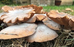 Armillaria