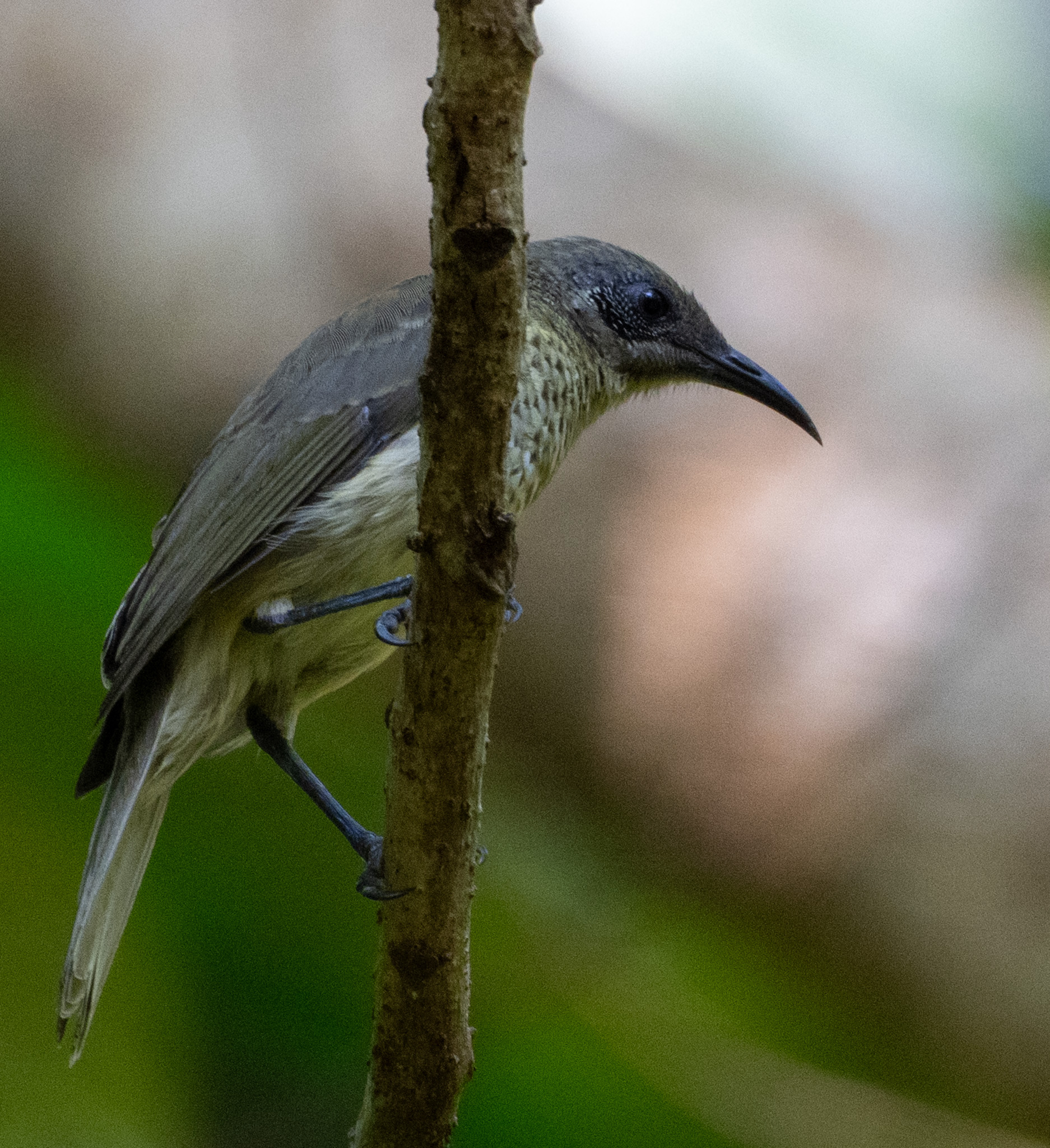 Scaly-breasted Honeyeater (Lichmera squamata), photo 1