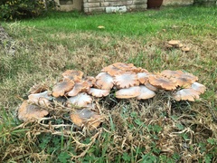 Armillaria