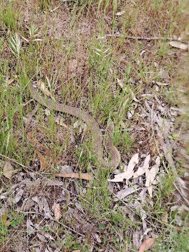 Lowlands Copperhead sighting