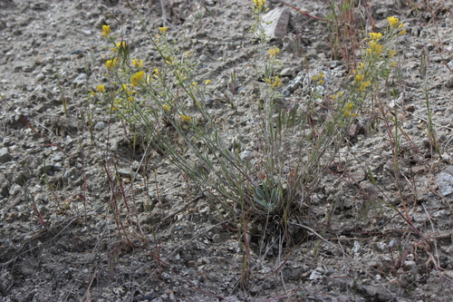 Douglas' Bladderpod (Physaria douglasii)