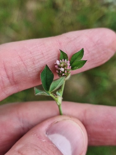 Knotted clover (Trifolium striatum)