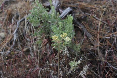 Umbrella Desert-parsley (Lomatium simplex)