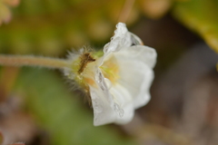 Geranium microphyllum