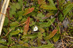Geranium microphyllum