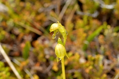 Waireia stenopetala