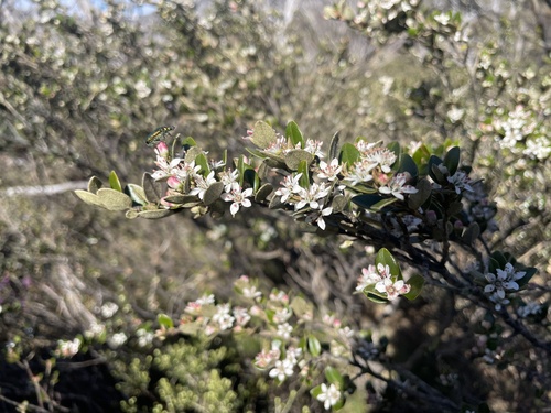 ovate phebalium (Nematolepis ovatifolia)