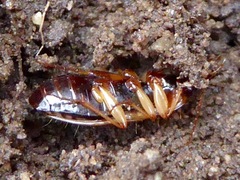 Tanystoma maculicolle
