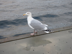 Larus argentatus
