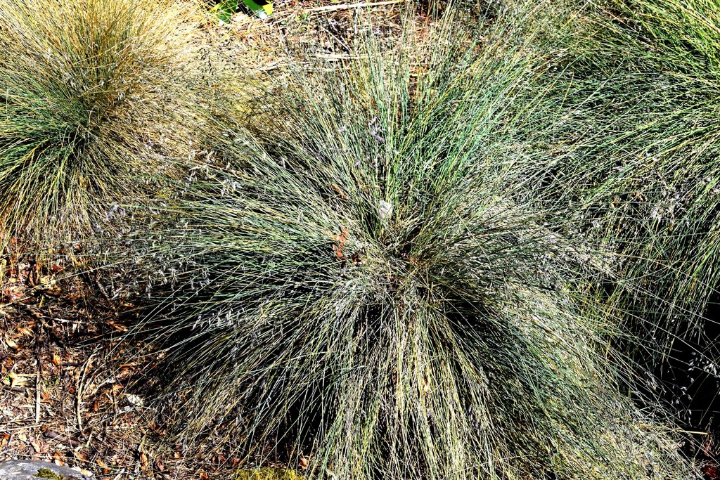 Blue Tussock