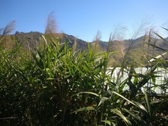 Phragmites karka
